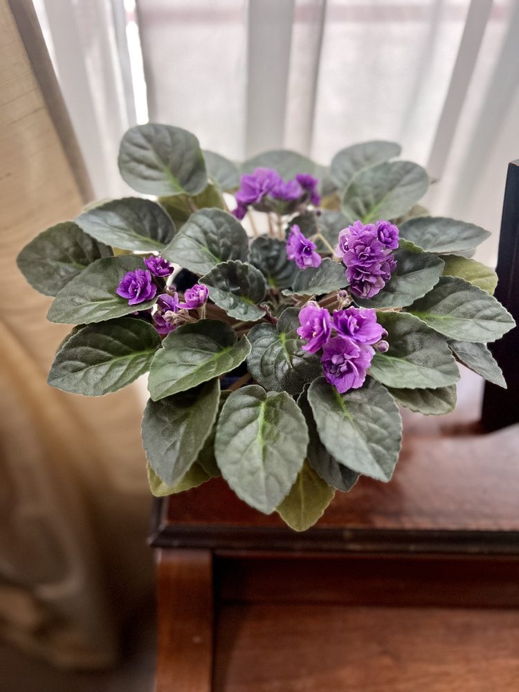 African violet in bloom