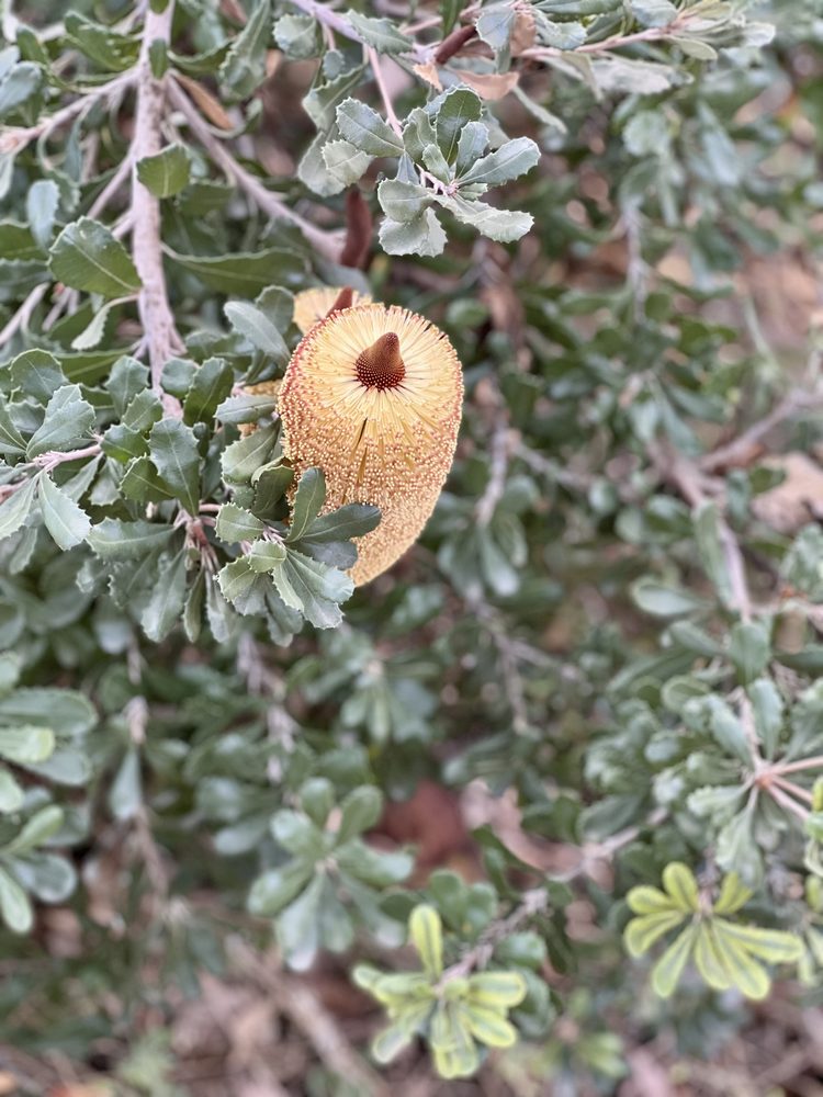 Banksia flower emerging
