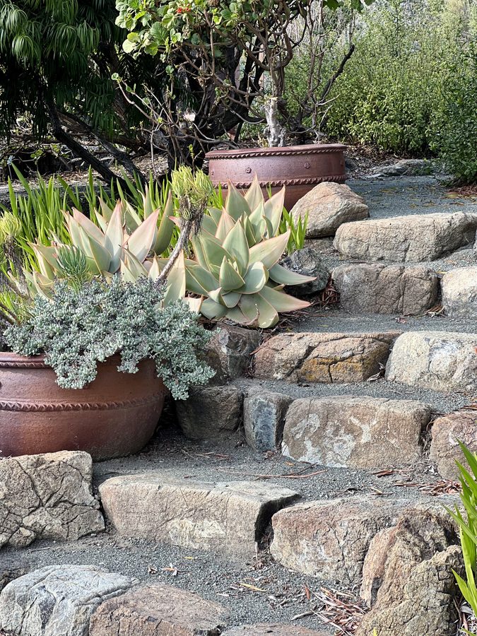 Garden stone steps with agave and terra cotta pots