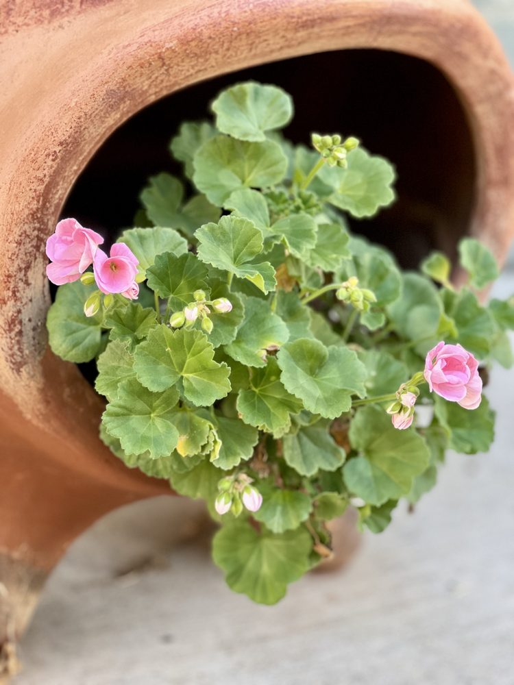 Pink geraniums in a terra cotta pot