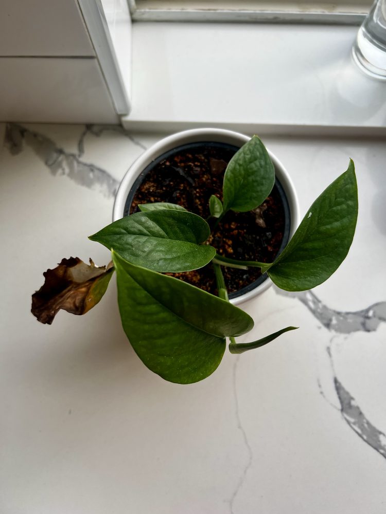 Small plant beginning to grow on a windowsill